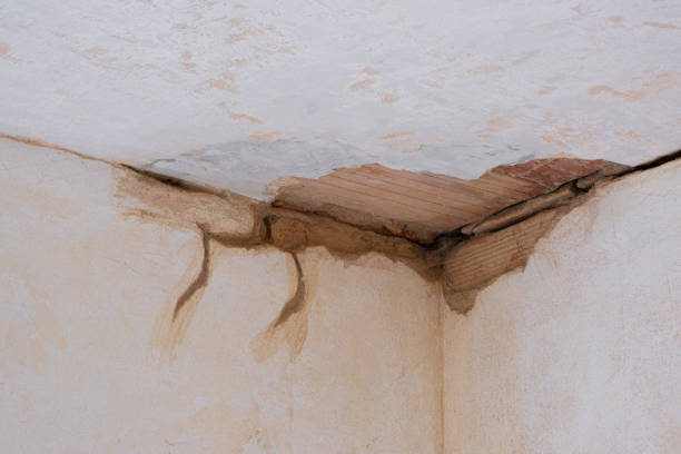 Best Professional water damage repair  in Saxapahaw, NC