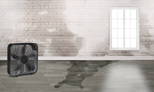 Best Carpet water damage restoration  in Saxapahaw, NC